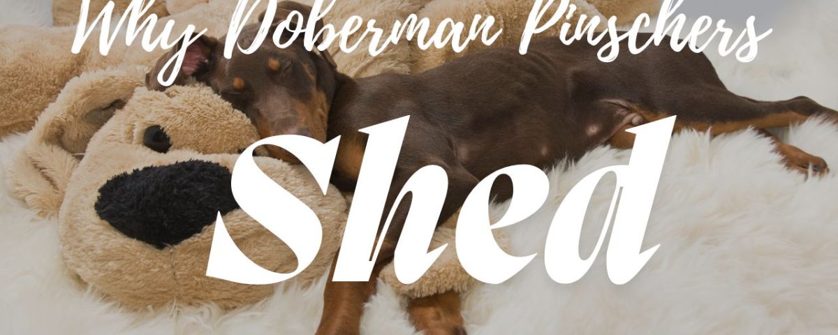 Do Doberman Pinschers Shed How To Manage Shedding & Tips