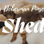 Do Doberman Pinschers Shed How To Manage Shedding & Tips
