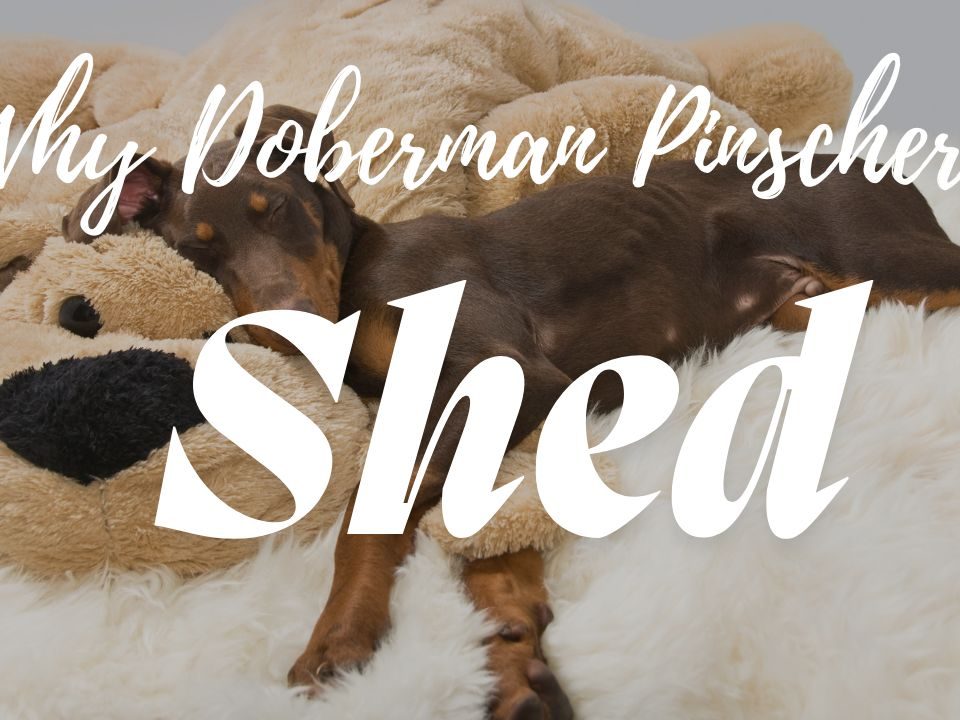 Do Doberman Pinschers Shed How To Manage Shedding & Tips