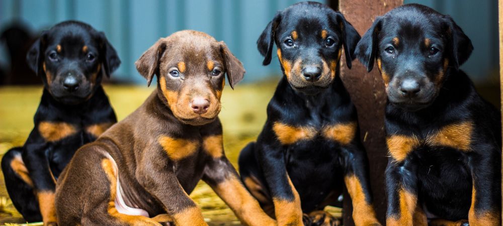 Doberman Ear Care_ Cropped vs. Natural