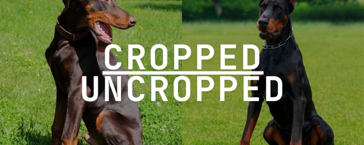 Doberman Ears Cropped vs. Uncropped To Crop or Not to Crop