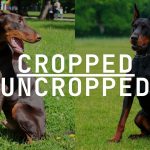 Doberman Ears Cropped vs. Uncropped To Crop or Not to Crop