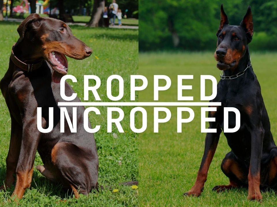 Doberman Ears Cropped vs. Uncropped To Crop or Not to Crop