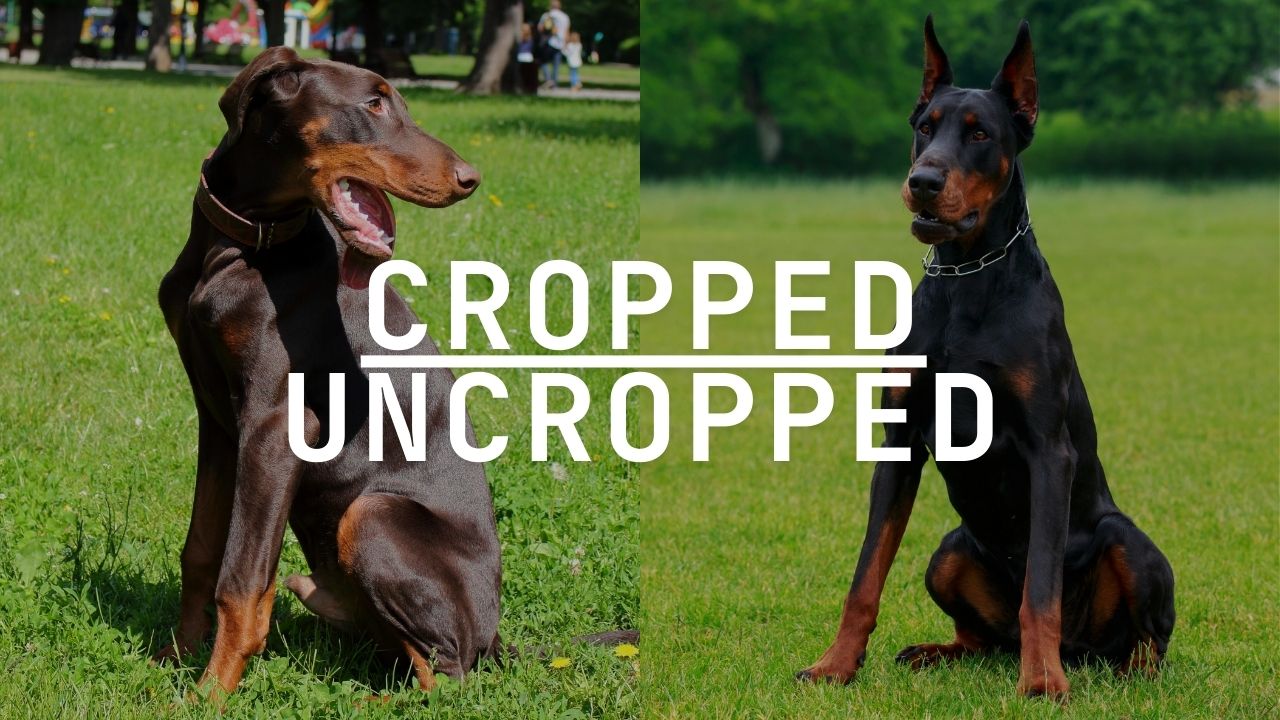 Doberman Ears Cropped vs. Uncropped To Crop or Not to Crop