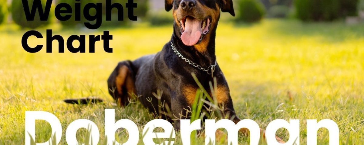 Doberman Weight Chart Ideal Growth & Size Guide