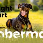 Doberman Weight Chart Ideal Growth & Size Guide