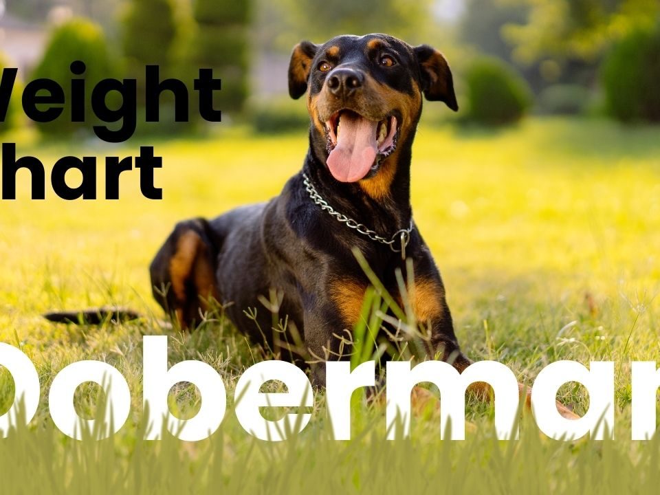 Doberman Weight Chart Ideal Growth & Size Guide