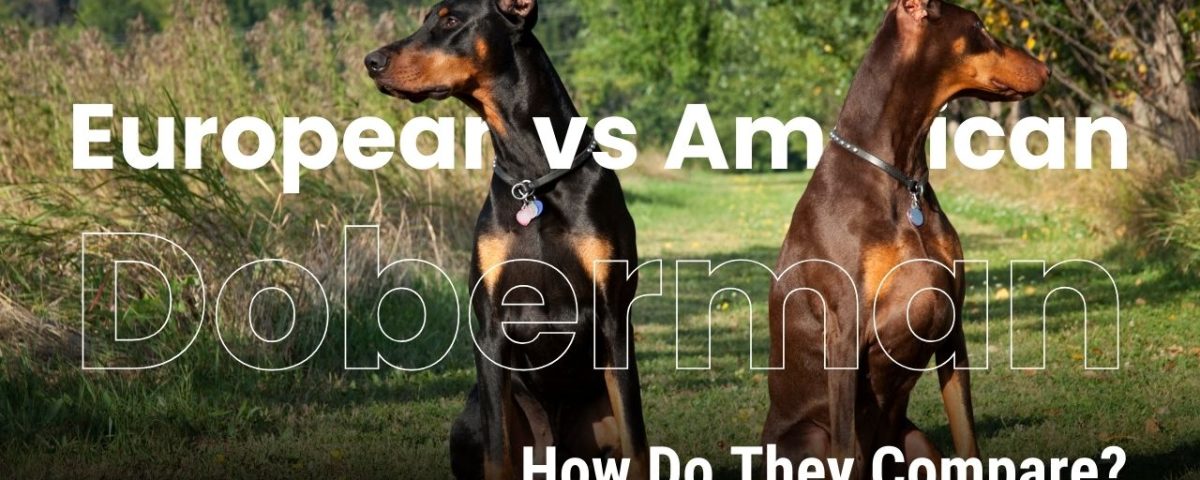 European Doberman vs. American Doberman What Sets Them Apart