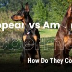 European Doberman vs. American Doberman What Sets Them Apart