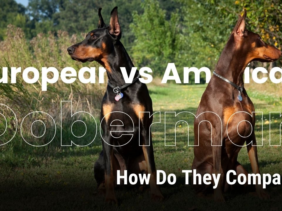 European Doberman vs. American Doberman What Sets Them Apart