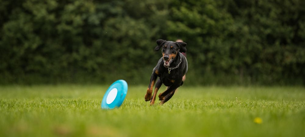 How to Manage Doberman Shedding