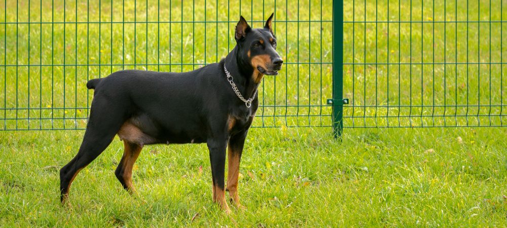 How to Measure Your Doberman