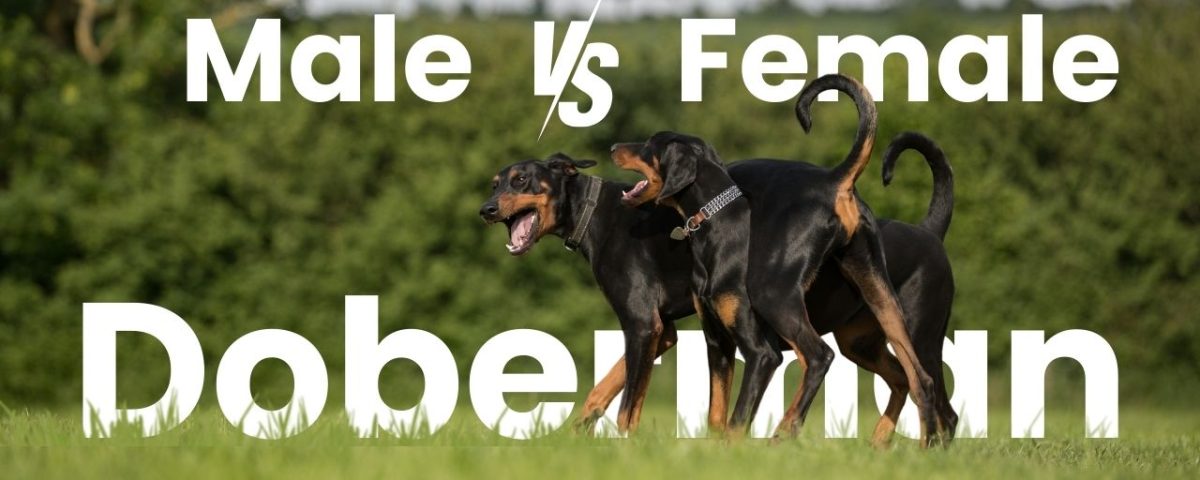 Male vs. Female Doberman Which One Should You Get