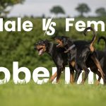 Male vs. Female Doberman Which One Should You Get