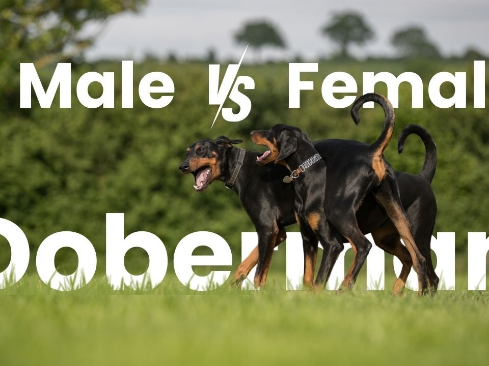 Male vs. Female Doberman Which One Should You Get