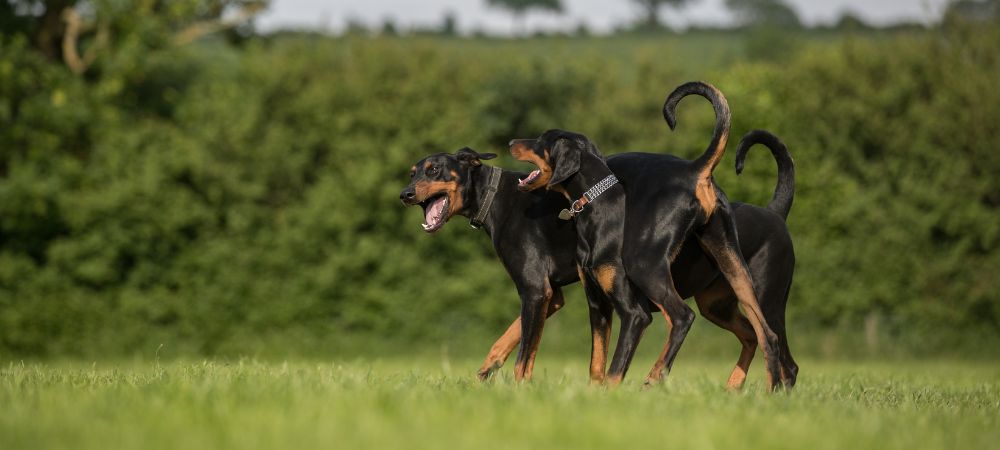 Pros and Cons of Cropping Doberman Ears