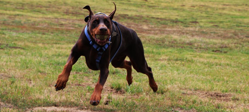 When Does a Doberman Stop Growing