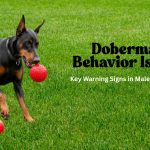 Doberman Behavior Issues Male Vs Female Warning Signs