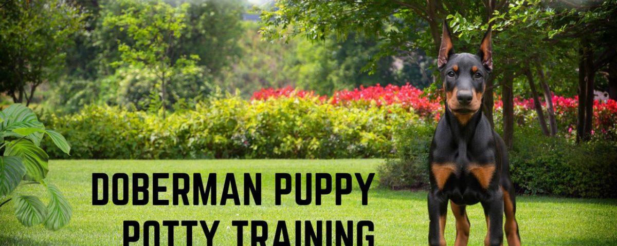 Doberman Puppy Potty Training_ A Guide With Useful Tips