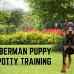 Doberman Puppy Potty Training_ A Guide With Useful Tips