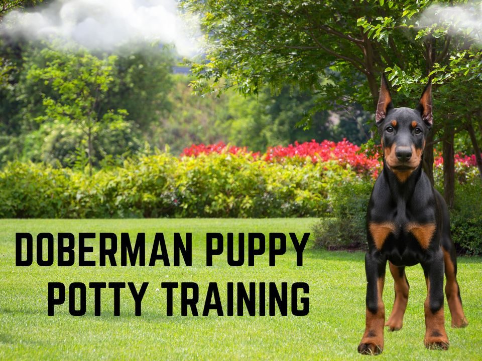 Doberman Puppy Potty Training_ A Guide With Useful Tips