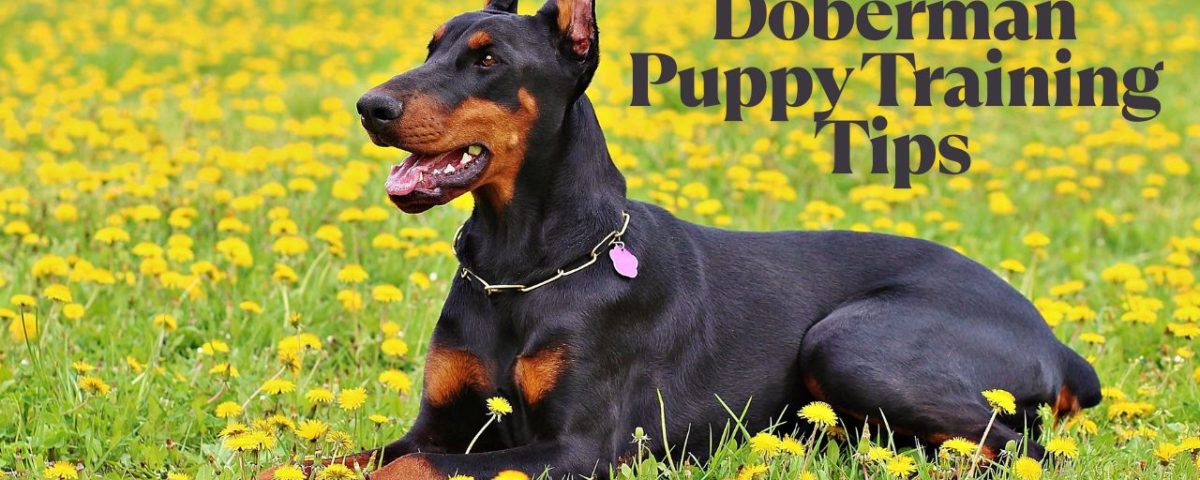 How To Train a Doberman Puppy 13 Tips for First-Time Owners