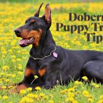 How To Train a Doberman Puppy 13 Tips for First-Time Owners