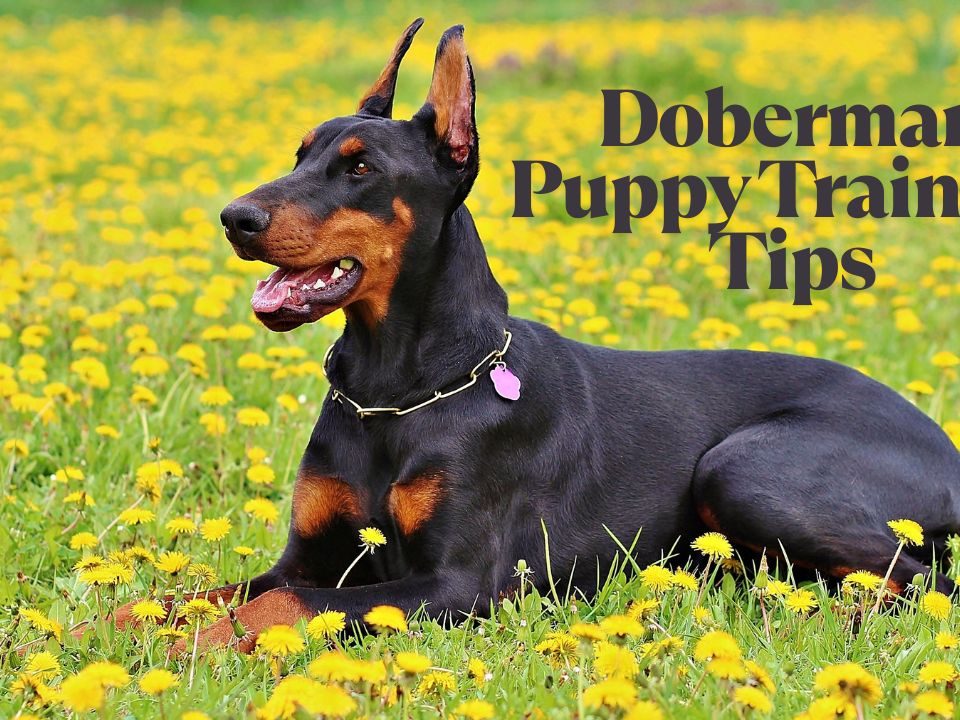 How To Train a Doberman Puppy 13 Tips for First-Time Owners