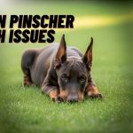 Doberman Pinscher Health Concerns What Every Owner Should Know