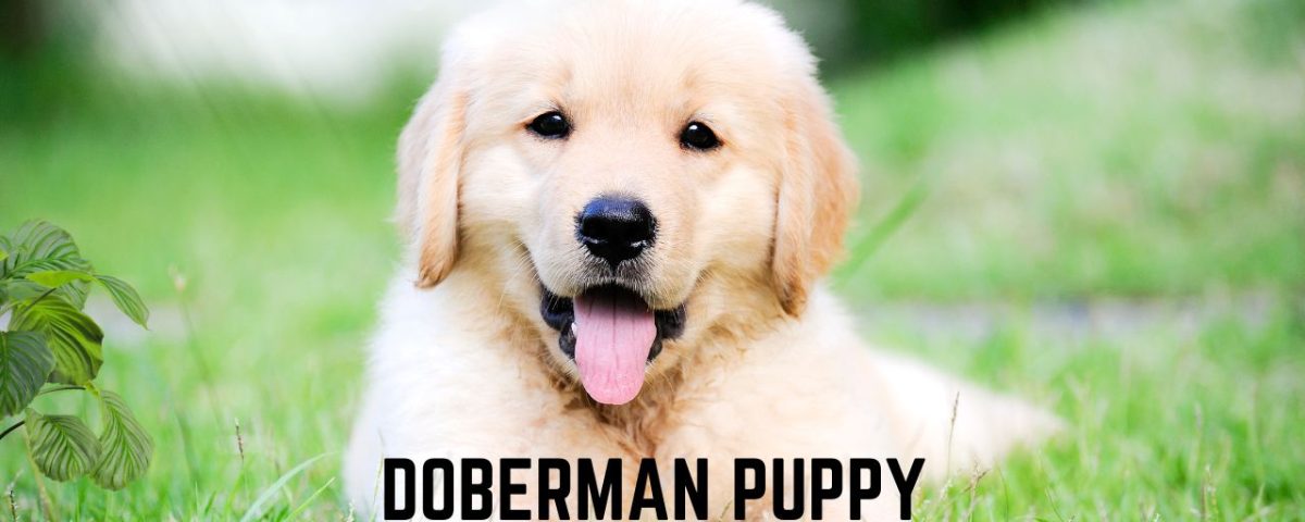 Doberman Puppy Potty Training_ A Guide With Useful Tips