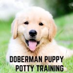 Doberman Puppy Potty Training_ A Guide With Useful Tips
