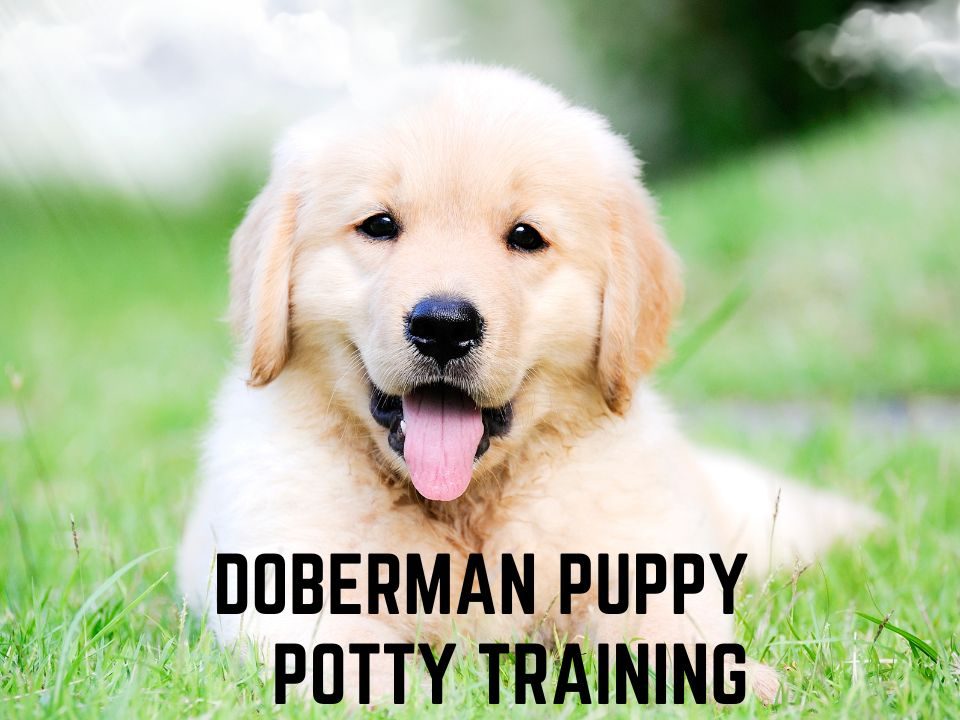 Doberman Puppy Potty Training_ A Guide With Useful Tips