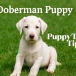 How To Train a Doberman Puppy 13 Tips for First-Time Owners
