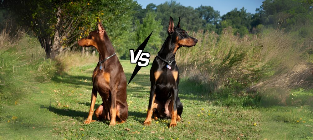Male vs Female Doberman_ Which is Better for Families
